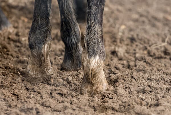 Feet of horses standing in the wet dirt