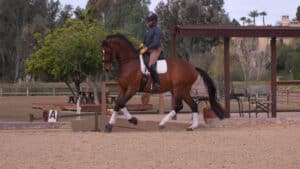 Rider and horse in a riding arena