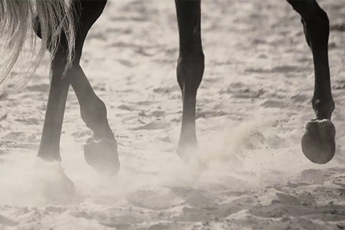 horse arena footing dust