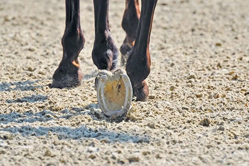 back of horse's hoof