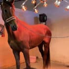 Horse under heat lamps