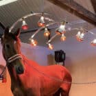 Horse under heat lamps