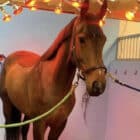 Horse underneath a heat lamp