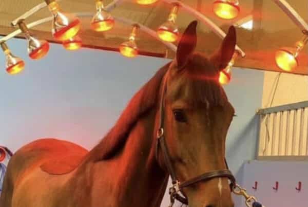 Horse underneath a heat lamp