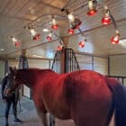 Horse under heat lamps