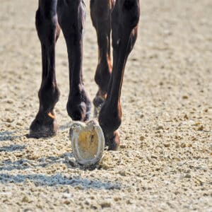 horse hooves