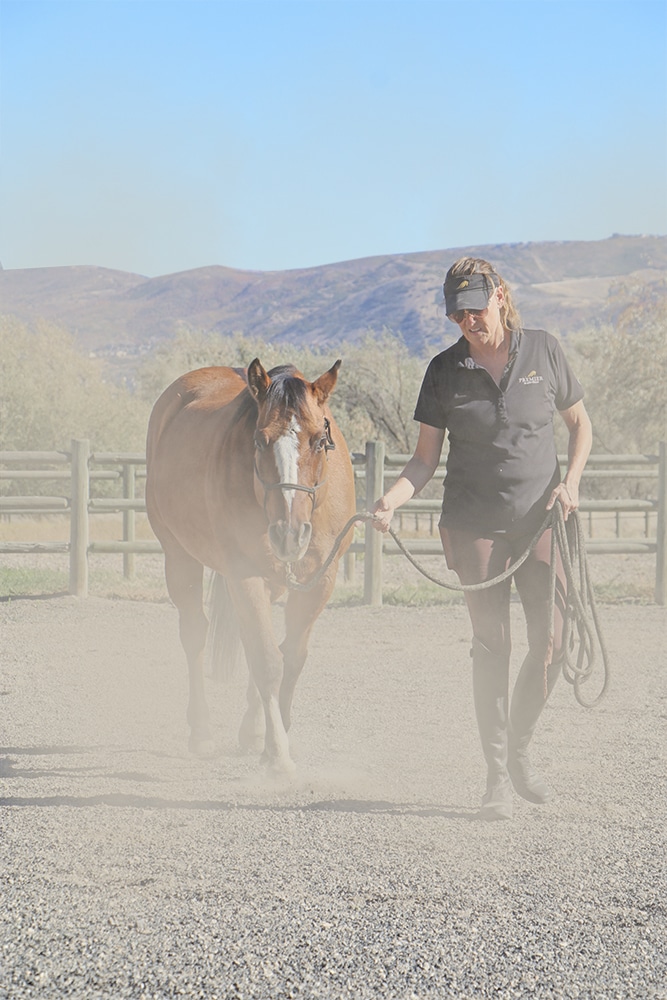horse rider walking their horse in an arena