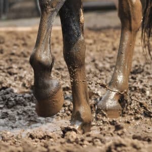 mudding horse Paddack