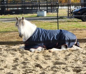 white horse laying down