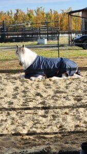 white horse laying down