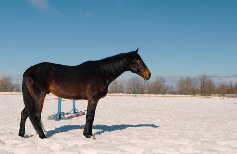 The bay horse is standing on the snow training arena.