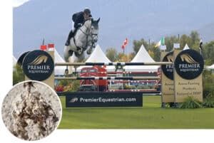 gray horse jumping on grass