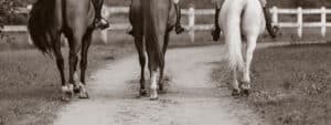 3 horses walking away on a dirt road