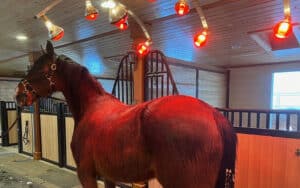 horse solarium in a barn with a horse underneath