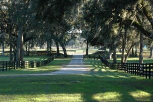 road through horse pastures