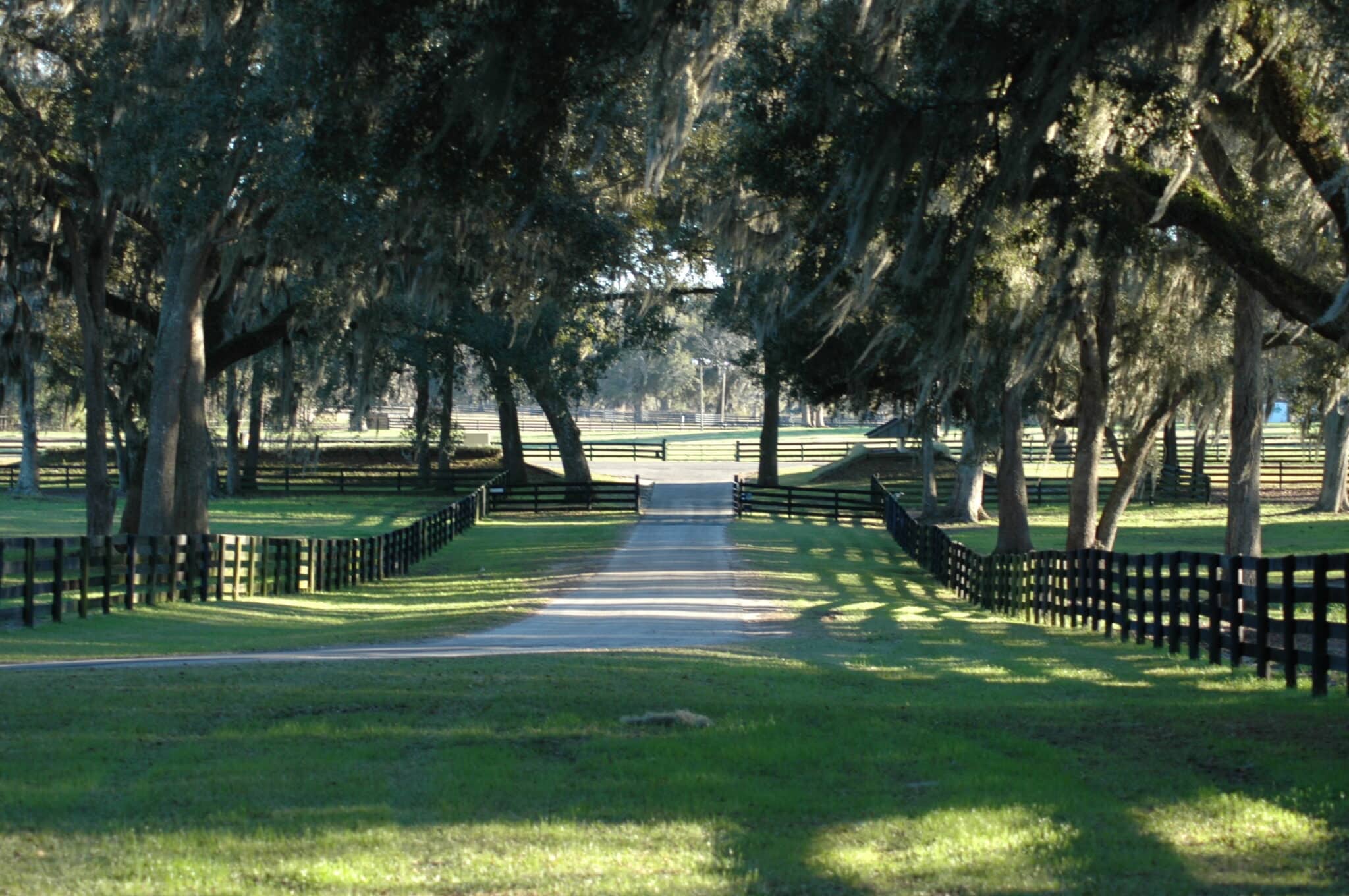 road through horse pastures