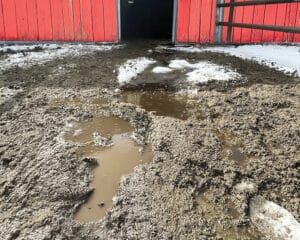 muddy horse paddock