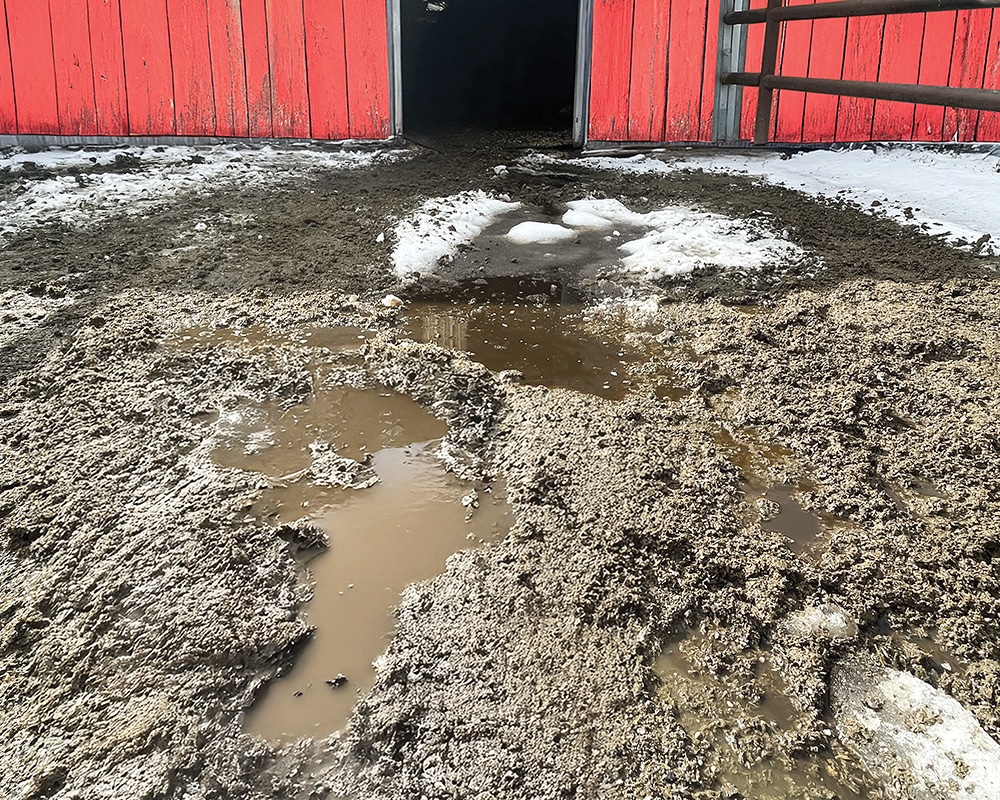muddy horse paddock