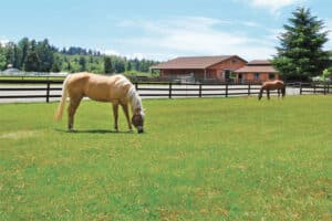 horses grazing in a pasture