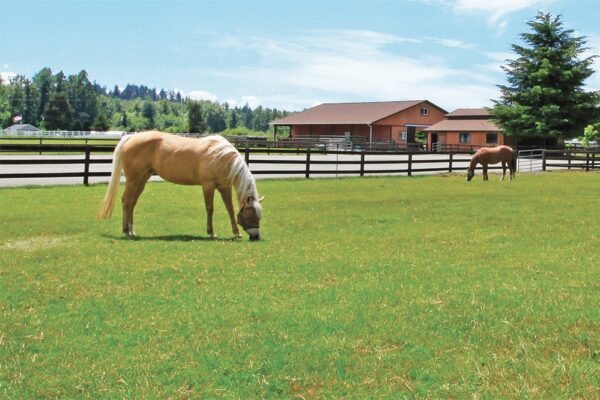 horses grazing in a pasture