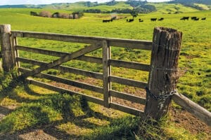 pasture gate with cows in field