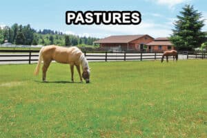 horses in a pasture