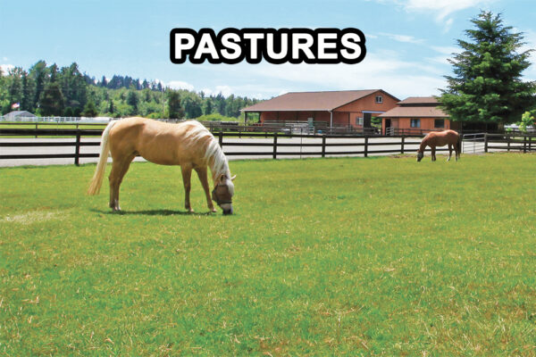 horses in a pasture
