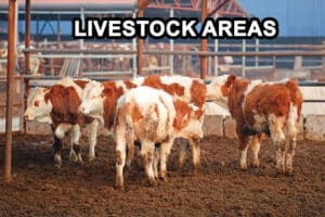 cows in a livestock pen