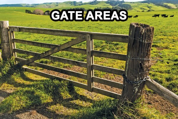 pasture gate with cows in field