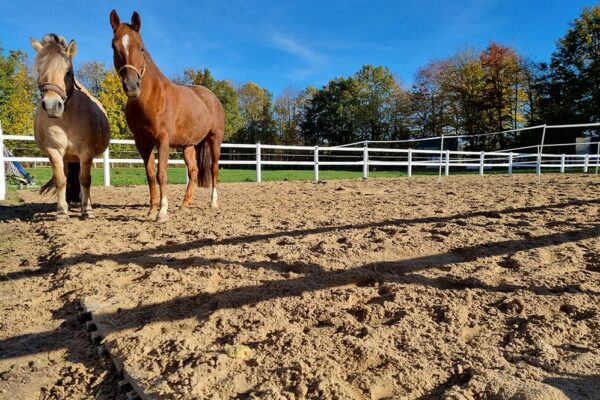 mud-control-grids-horse-paddock
