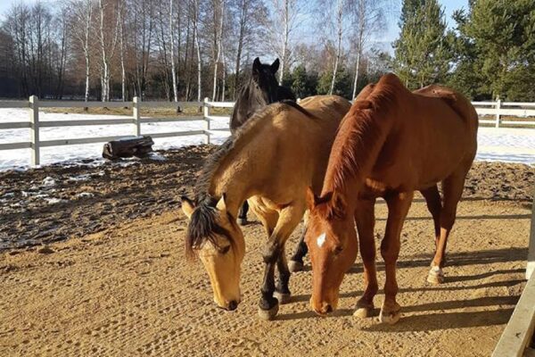 mud-control-grids-horses-in-paddock