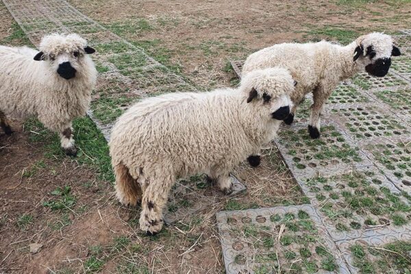 mud-control-grids-sheep