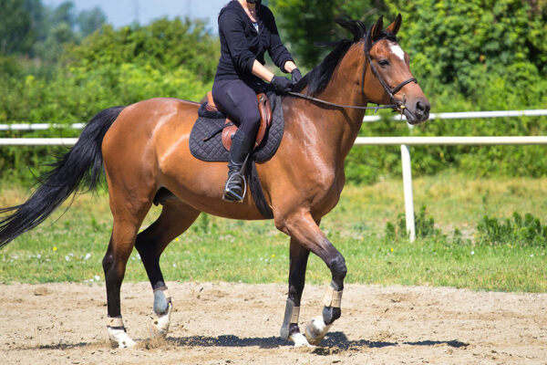 PremierEquestrian.com - 2
