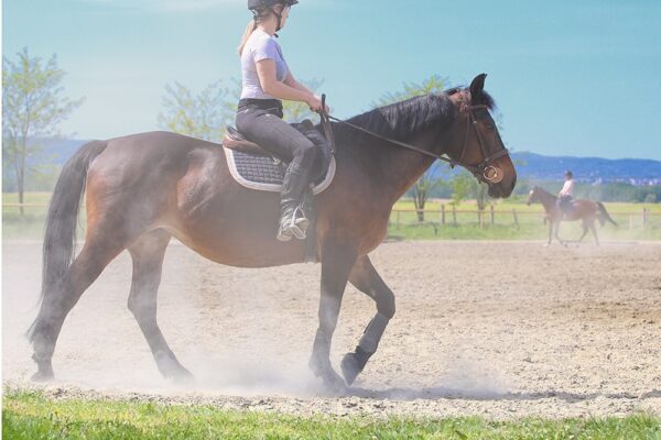 PremierEquestrian.com - 1